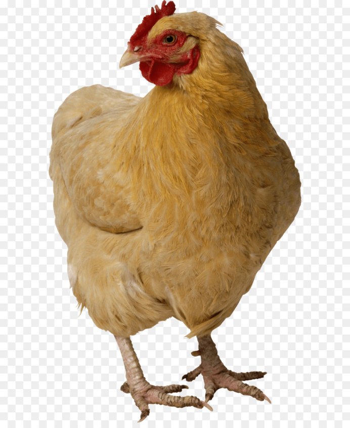 Курица Живая