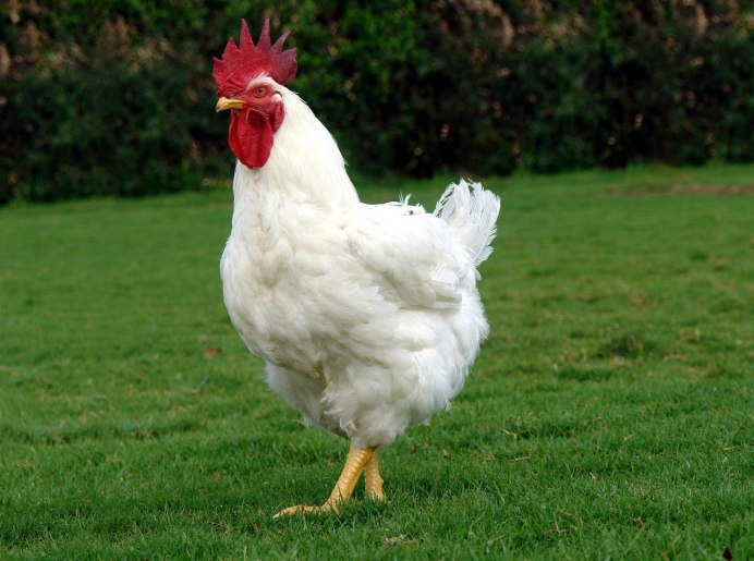 Курица на белом фоне