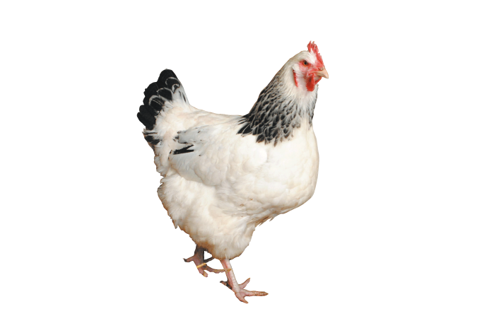 Крылья петуха