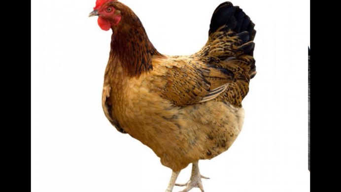 Курица на белом фоне