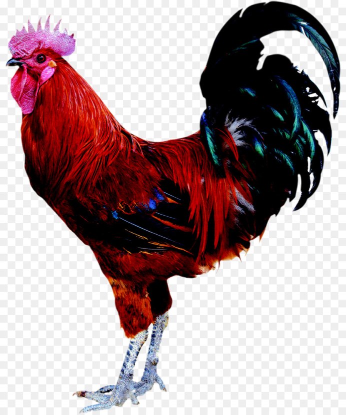 Курица и петух на белом фоне