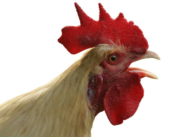 Куры на белом фоне