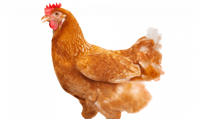 Петушок Ломан Браун