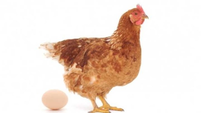 Курица на прозрачном фоне