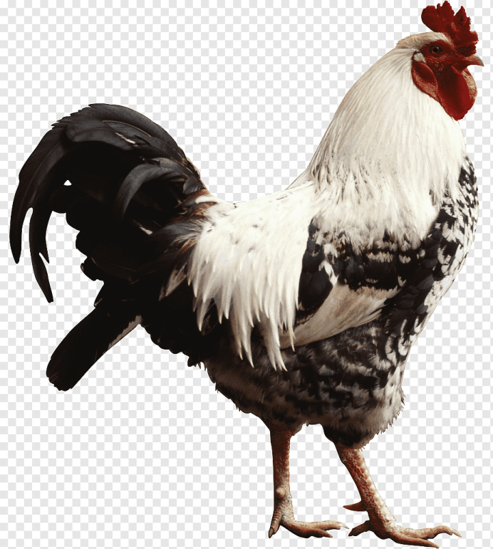 Ломан-Браун порода