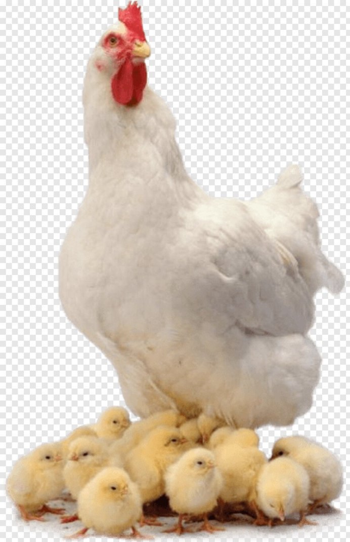 Курица Несушка на белом фоне