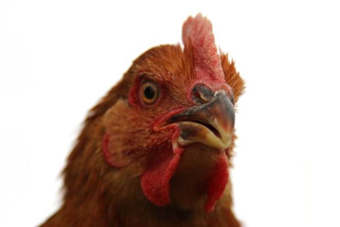 Белая курица