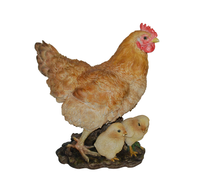 Курица на белом фоне