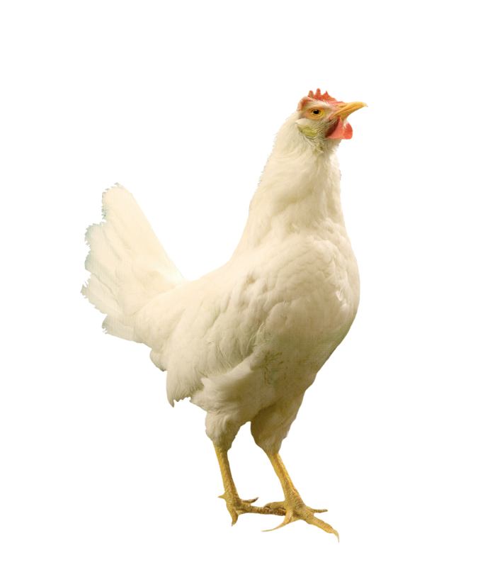 Желтая курица