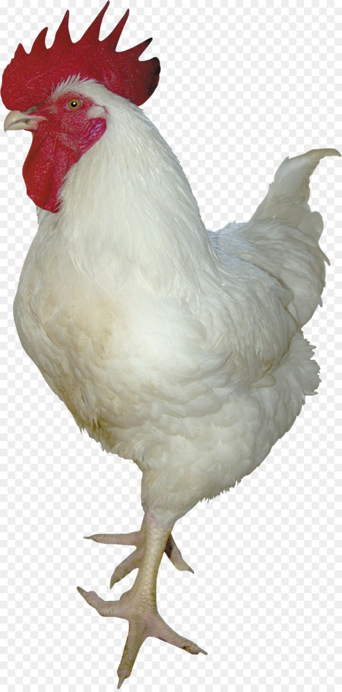 Коричневая курица