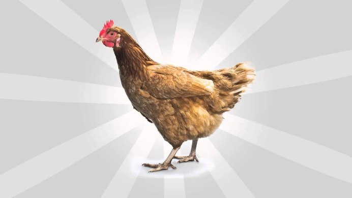 Голова курицы