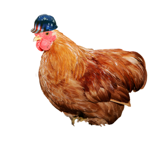 Белая курица