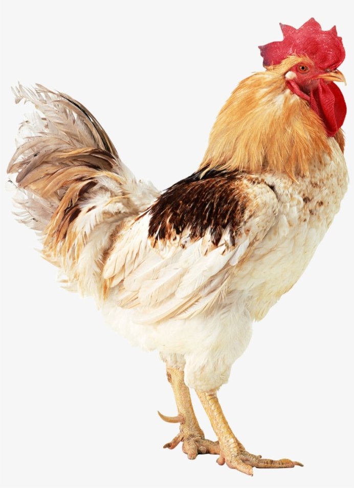 Петушиная голова