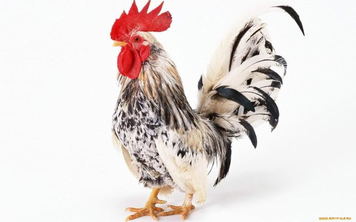 Курица фото