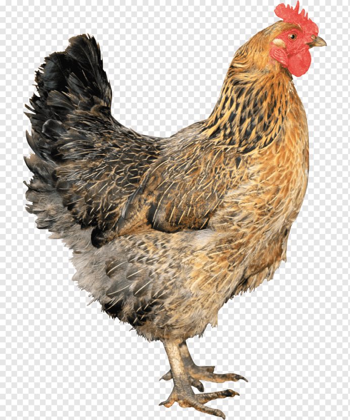 Петушиная голова