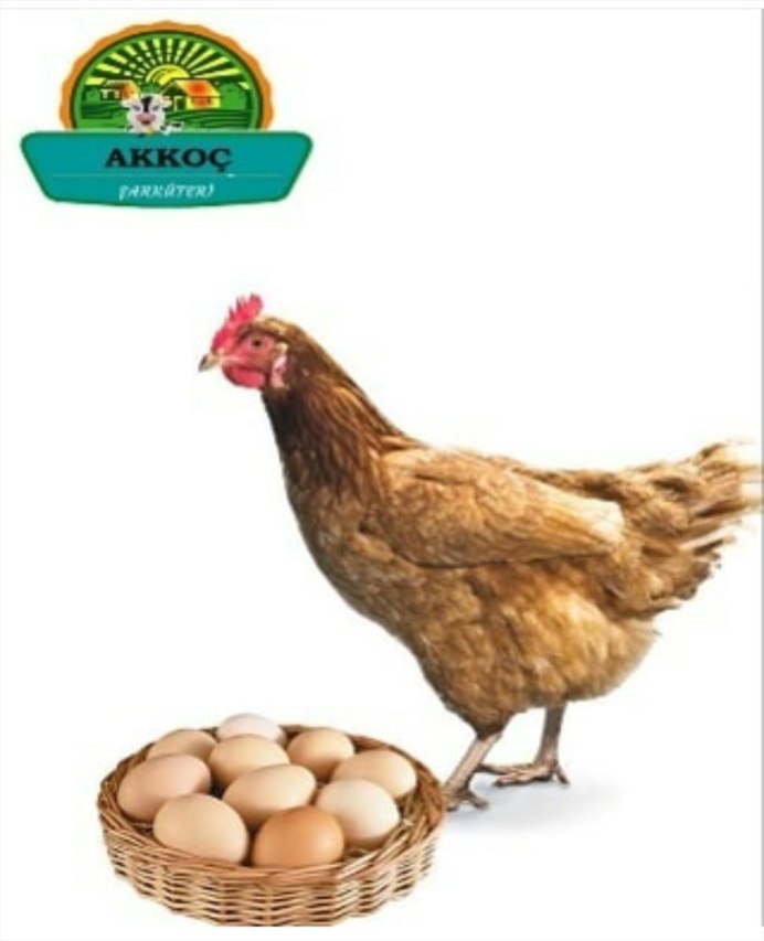 Петух на белом фоне