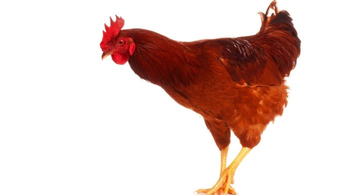 Куры на белом фоне