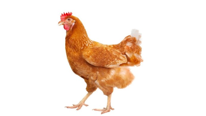 Голова курицы