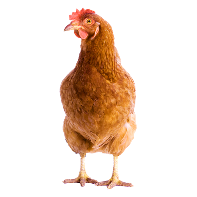 Любопытная курица