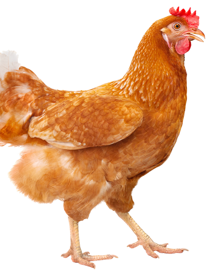 Курица городская