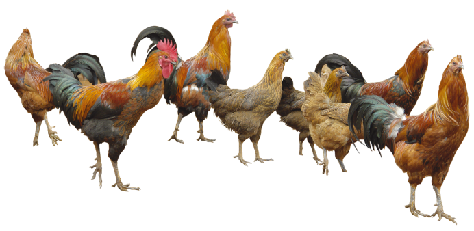 Курочка на прозрачном фоне