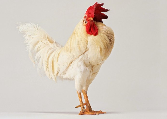 Коричневый петух