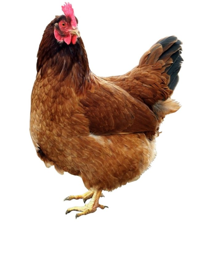 Курица на белом фоне сбоку