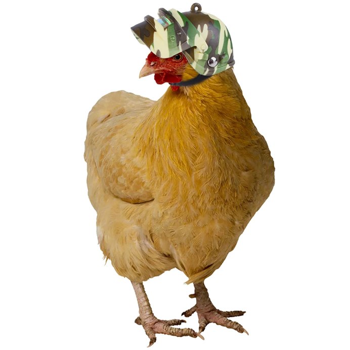 Курица на белом фоне