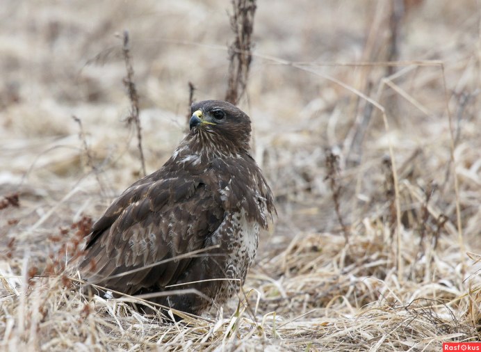 Обыкновенный канюк Buteo Buteo