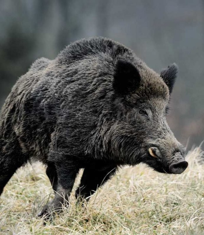Small Wild animals that destroy Crops