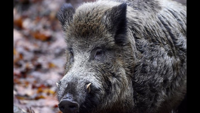 Warthog grassland Wallpaper