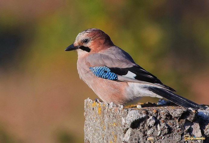 Сойка garrulus glandarius