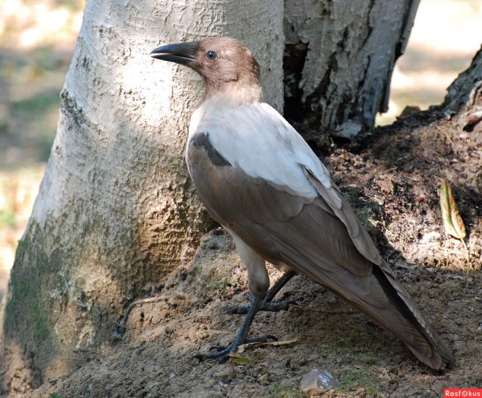 Garrulus glandarius glandarius