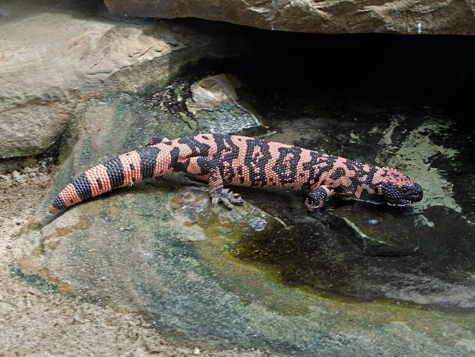 Heloderma horridum