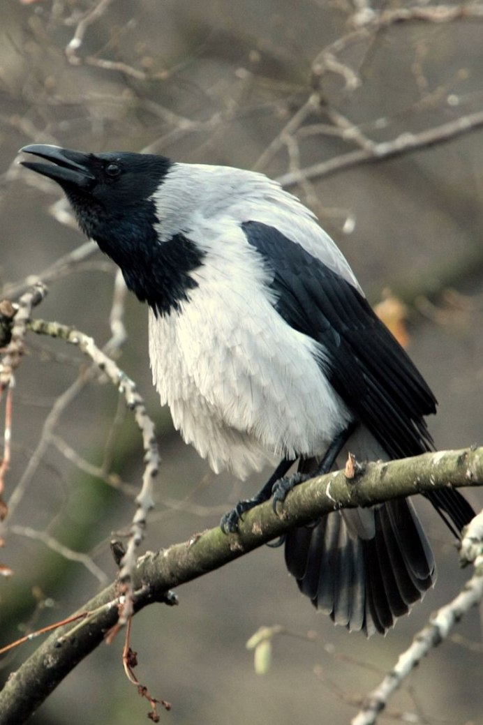 Синица серая (Parus cinereus)