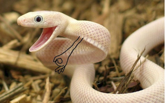 Молочная Королевская Калифорнийская змея