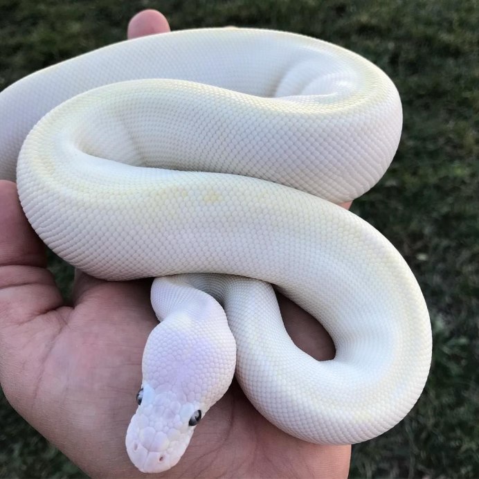 Королевский питон Albino