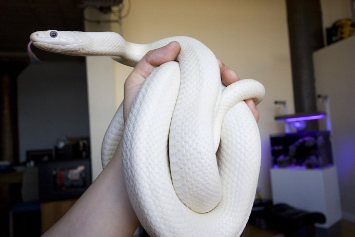 Королевский питон