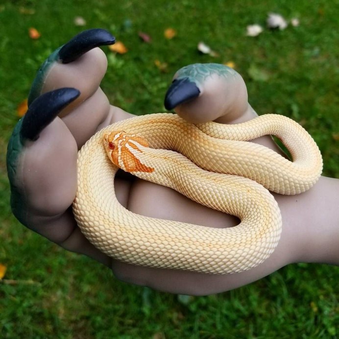 Королевская Кобра леуцист