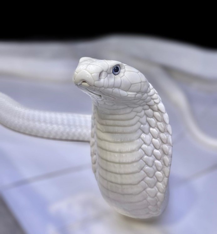 Королевский питон леуцист