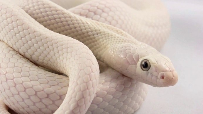 Королевская Кобра альбинос