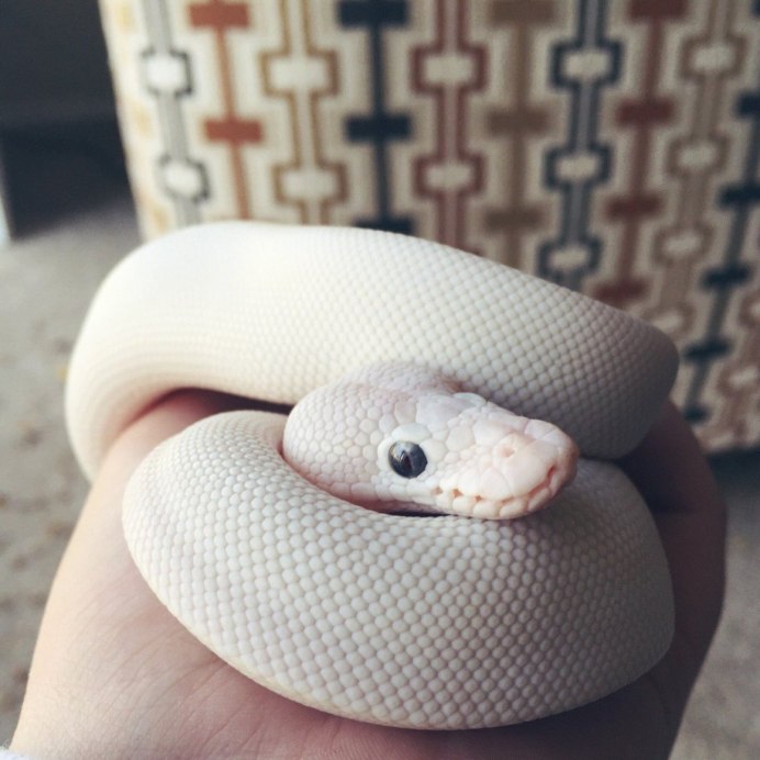 Королевский питон альбинос