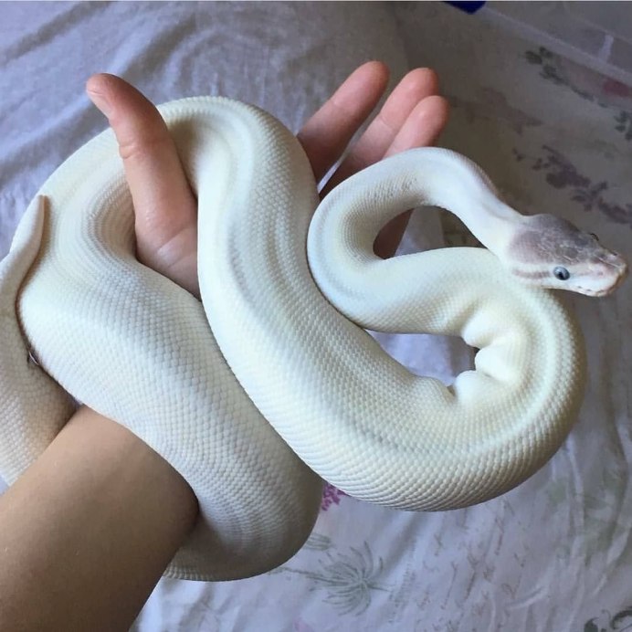 Техасский полоз альбинос
