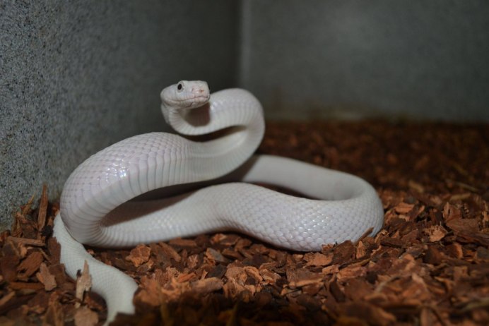 Питон Королевский Blue eyed leucistic