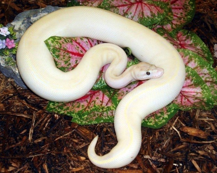 Королевская змея альбинос