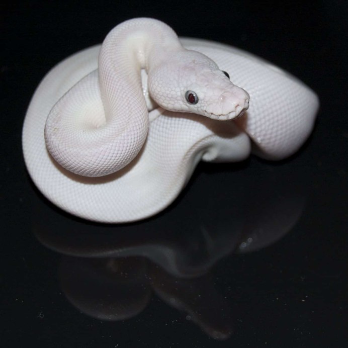 Змея маисовый полоз