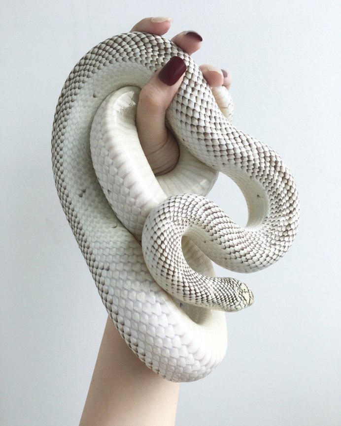 Техасский полоз альбинос Эстетика