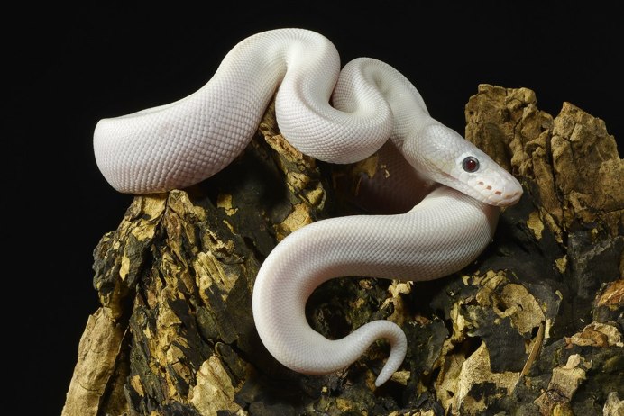 Королевская змея Калифорнийская Albino