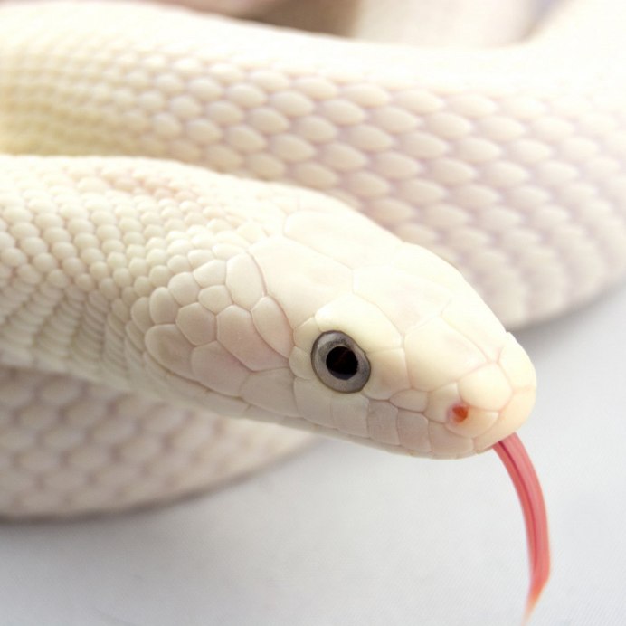 Милые змейки