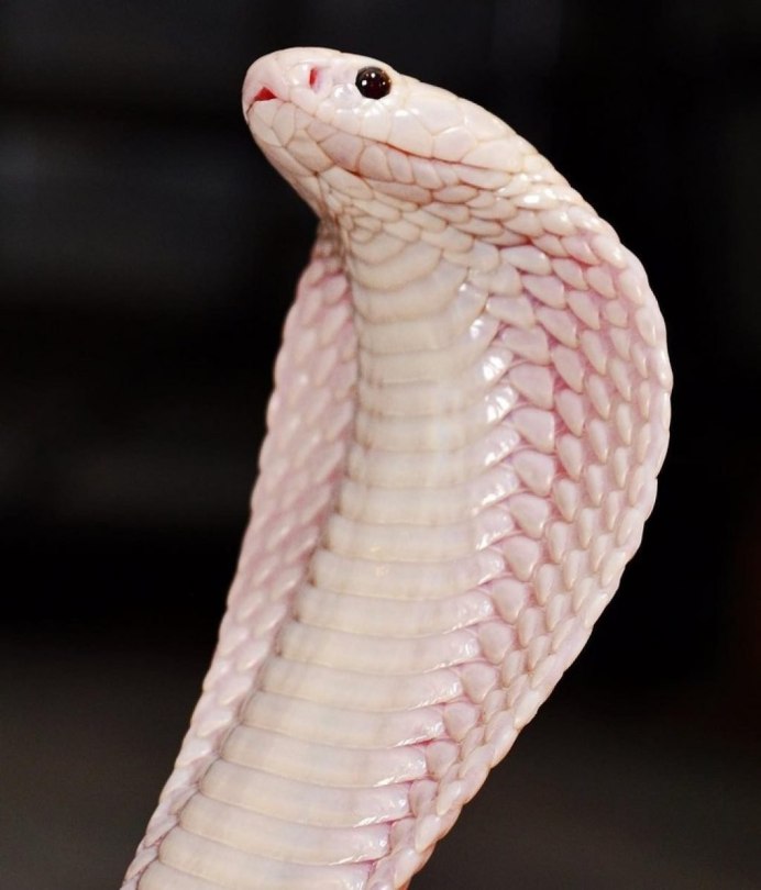 Синалойская Королевская змея